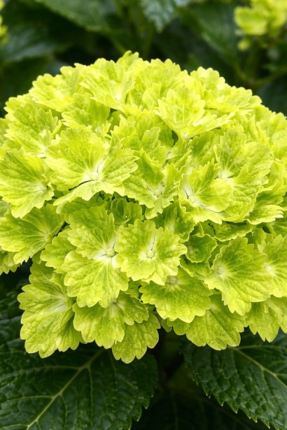 Гортензія широколиста Рембрандт Вібрант Верде|Hydrangea macrophylla Rembrandt® Vibrant Verde|Гортензия крупнолистная Рембрандт Вибрант Верде